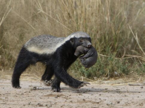 The Truth About Honey Badgers Being Fearless Predators — Animals trivia by Trivia Daily