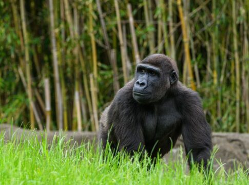 Did Humans Actually Evolve From Apes or Share Ancestors — Odd Science/Facts trivia by Trivia Daily