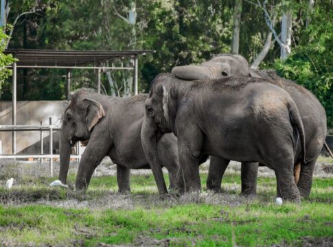 The Truth About Elephants Mourning Their Dead — Animals trivia by Trivia Daily