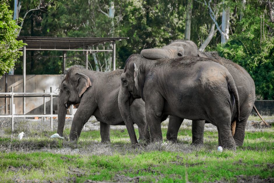 The Truth About Elephants Mourning Their Dead