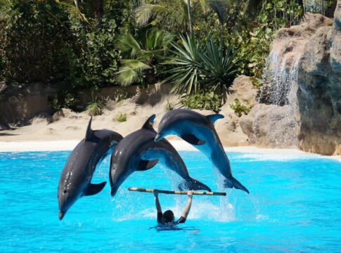 The Truth About Dolphins Using Names to Call Each Other — Animals trivia by Trivia Daily