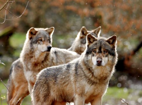 9 Fascinating Facts About Wolves Hunting in Packs — Animals trivia by Trivia Daily