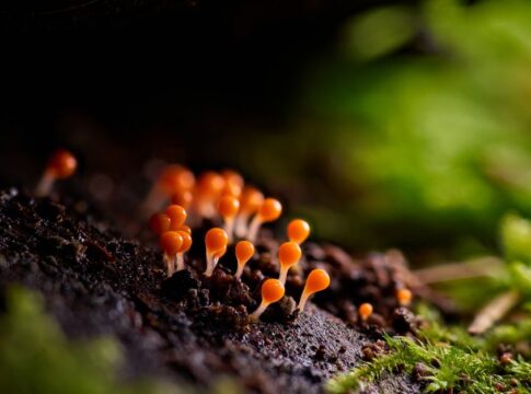 7 Strange Facts About Zombie Fungi Controlling Ants — Odd Science/Facts trivia by Trivia Daily