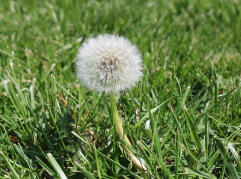Why Dandelions Are Impossible to Eliminate From Lawns — General trivia by Trivia Daily