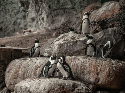 The Truth About Penguins Proposing With Pebbles — Odd Science/Facts trivia by Trivia Daily