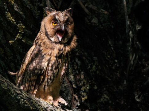 The Hidden Reason Owls Fly Silently Through the Night — Animals trivia by Trivia Daily