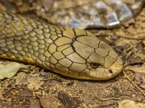 7 Bizarre Facts About Platypus Venom and Milk Sweat — Odd Science/Facts trivia by Trivia Daily