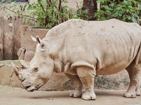 The Truth About Unicorn Myths: Rhinoceros Connection — Myths & Legends trivia by Trivia Daily