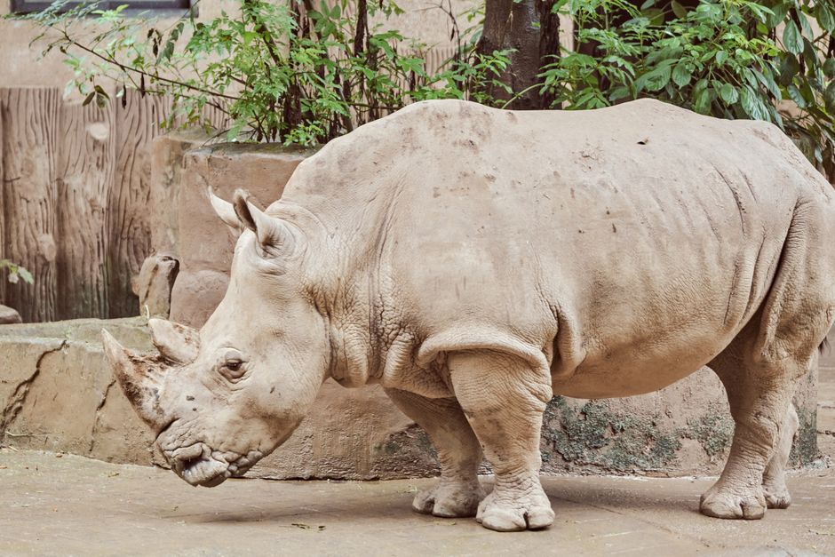 The Truth About Unicorn Myths: Rhinoceros Connection
