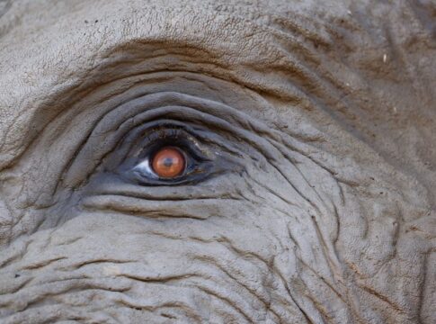 Did Elephants Really Mourn Their Dead Like Humans Do — Animals trivia by Trivia Daily