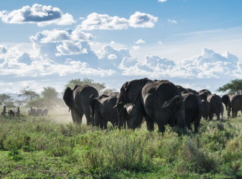 Why Elephants Can Detect Rainstorms 150 Miles Away — Animals trivia by Trivia Daily