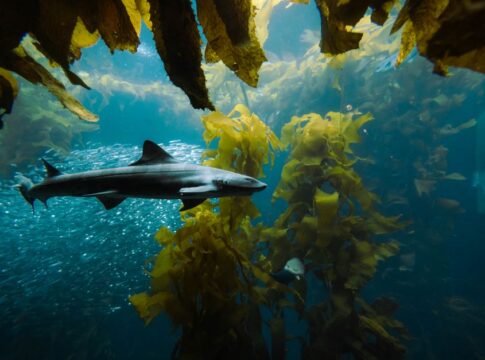 The Truth About Sharks Being Older Than Saturns Rings — General trivia by Trivia Daily