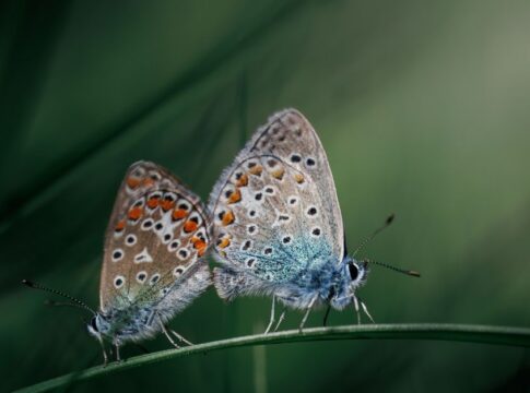 The Truth About Butterflies Tasting With Their Feet — Odd Science/Facts trivia by Trivia Daily