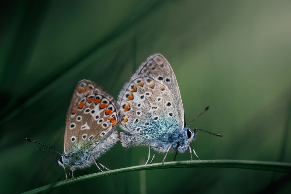 The Truth About Butterflies Tasting With Their Feet