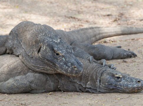 The Truth About Dragons Existing in Komodo Island Today — Myths & Legends trivia by Trivia Daily