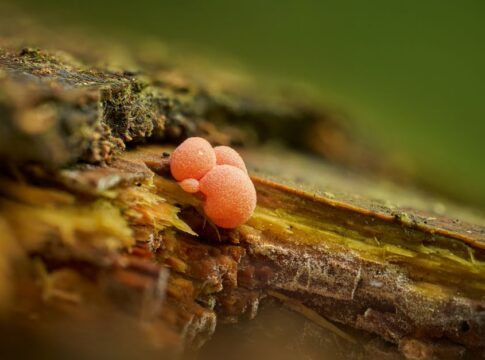 How Slime Molds Solve Mazes Without Having Brains — Odd Science/Facts trivia by Trivia Daily