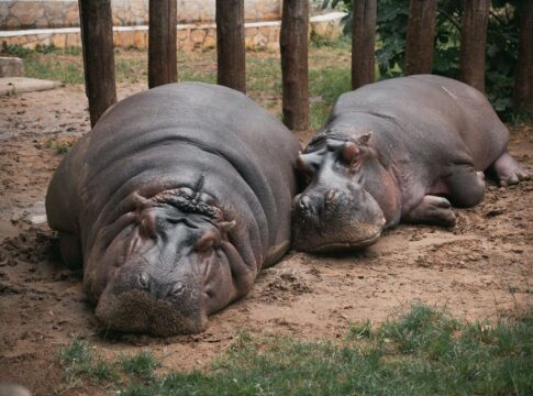 Why Hippos Are Actually the Deadliest Animals in Africa — Animals trivia by Trivia Daily
