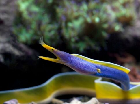 How Electric Eels Generate 860 Volts of Electricity — Animals trivia by Trivia Daily