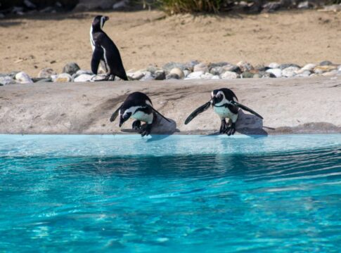 Why Penguins Propose to Mates With Pebbles — General trivia by Trivia Daily