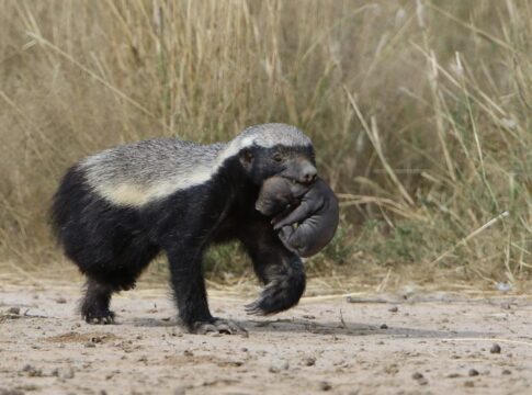 The Hidden Story of Honey Badgers Fearless Nature — Animals trivia by Trivia Daily